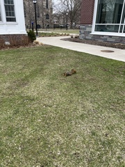 Sciurus niger