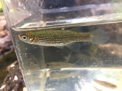 Fundulus escambiae