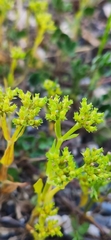 Valerianella eriocarpa