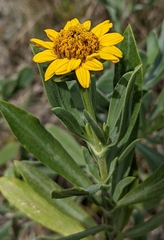 Borrichia arborescens