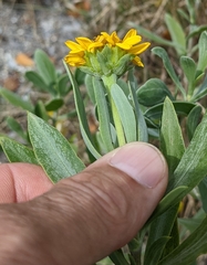 Borrichia arborescens