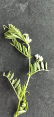 Vicia leucantha