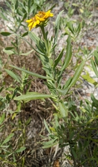 Borrichia arborescens