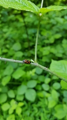 Cercopis intermedia