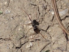 Cataglyphis