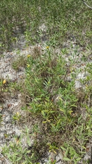 Borrichia arborescens