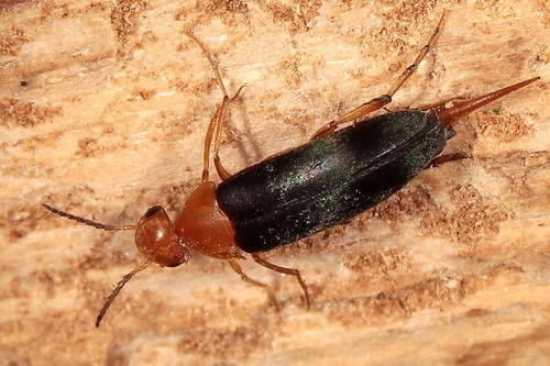 Mordellochroa milleri
