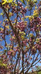 Ungnadia speciosa