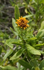 Borrichia arborescens