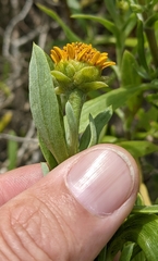 Borrichia arborescens
