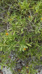 Borrichia arborescens