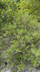 Borrichia arborescens