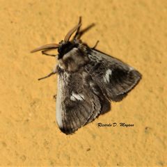 Podalia intermaculata