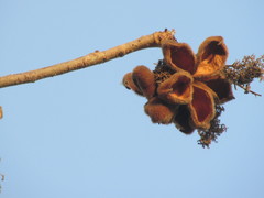 Sterculia urens