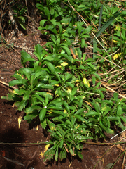 Lepidium panniforme