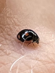 Hyperaspis lateralis