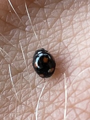 Hyperaspis lateralis