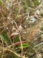 Fimbristylis thermalis
