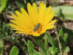 Psilothrix