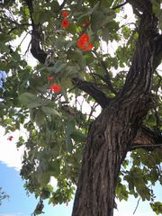 Cordia sebestena