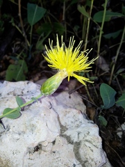 Klasea cerinthifolia