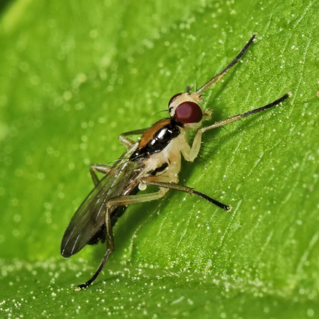 Americina adusta