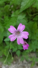 Geranium gracile