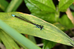 Ischnura fluviatilis