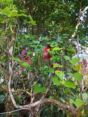Aristolochia gigantea