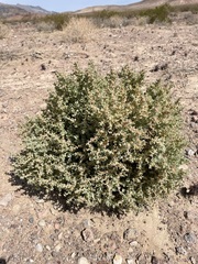 Atriplex parryi