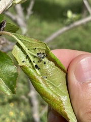 Dysaphis plantaginea