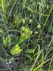Lomatium nudicaule