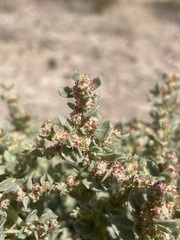 Atriplex parryi
