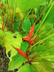 Heliconia stricta