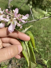 Dysaphis plantaginea