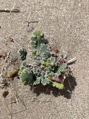 Glyptopleura marginata