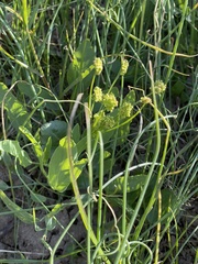 Lomatium nudicaule