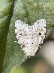 Clemensia ochreata