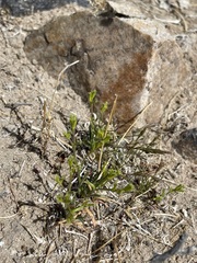 Chorizanthe brevicornu