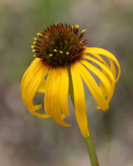 Echinacea paradoxa paradoxa