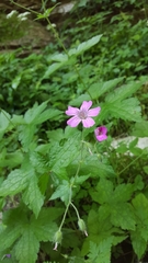 Geranium gracile
