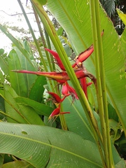 Heliconia × rauliniana