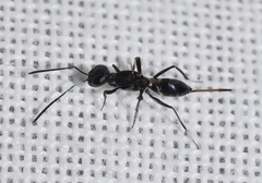 Arachnophaga picardi