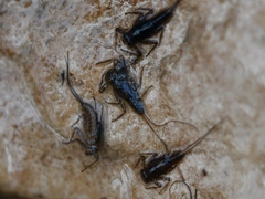 Epeorus