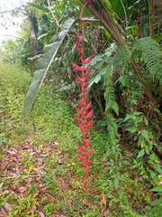 Heliconia longa