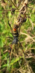 Trichonephila inaurata