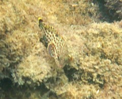Epinephelus adscensionis
