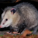 Opossums - Photo (c) Patrick Coin, some rights reserved (CC BY-NC-SA)