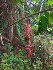 Heliconia longa