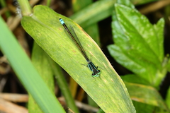 Ischnura fluviatilis
